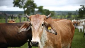 Kesehatan Hewan di Pohuwato Jelang Idul Adha Dipastikan Terjamin