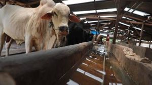 Asuransi Sapi di Kabupaten Pohuwato Dikeluhkan Peternak
