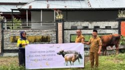 Sembilan Desa Lingkar Tambang di Buntulia Terima Bantuan Sapi dari PGP