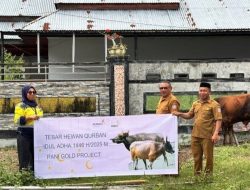 Sembilan Desa Lingkar Tambang di Buntulia Terima Bantuan Sapi dari PGP