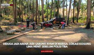 Sabung Ayam