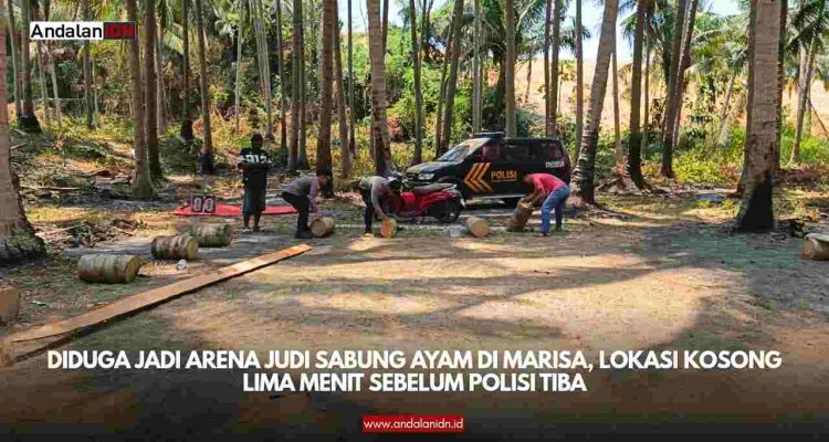 Sabung Ayam
